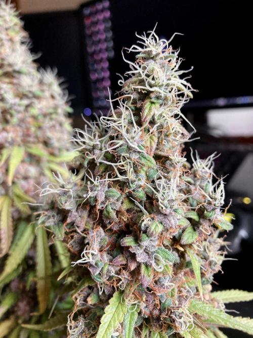 3M 🔻 Mendocino Purple Kush. Week 19