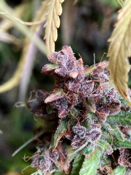 3M 🔻 Mendocino Purple Kush. Week 19