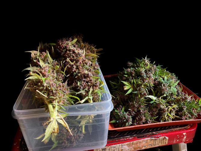 3M 🔻 Mendocino Purple Kush. Week 19