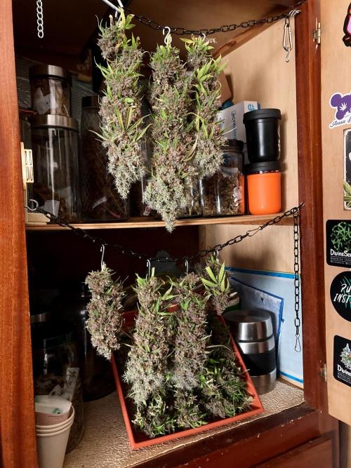 3M 🔻 Mendocino Purple Kush. Week 19