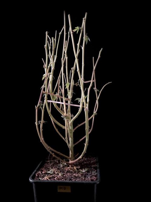 3M 🔻 Mendocino Purple Kush. Week 19