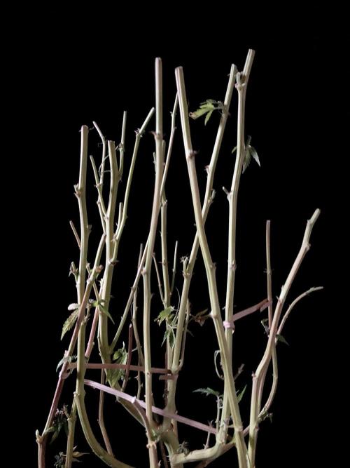 3M 🔻 Mendocino Purple Kush. Week 19