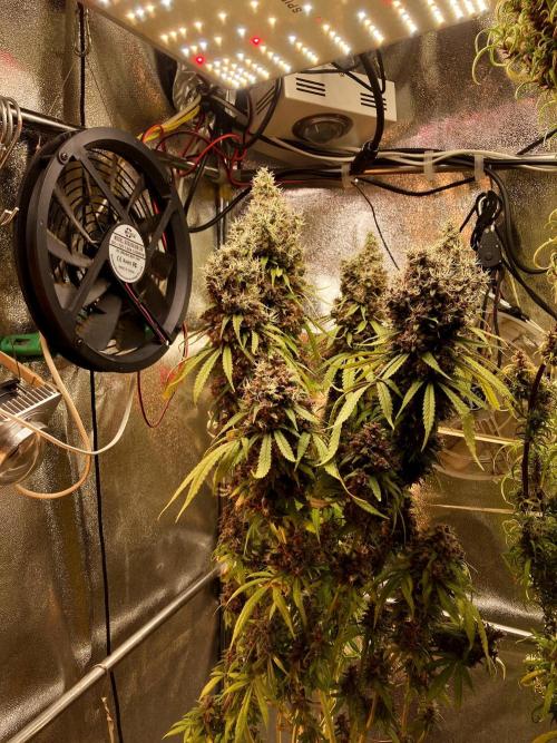 3M 🔻 Mendocino Purple Kush. Week 19