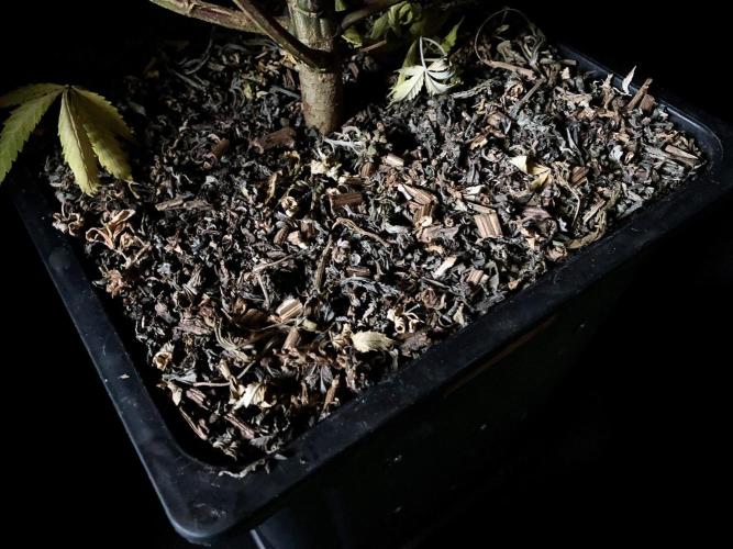 3M ⭕ Panama Red II. Week 21 - Sacred Mulch