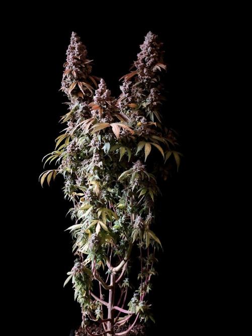 3M ⭕ Panama Red II. Week 21