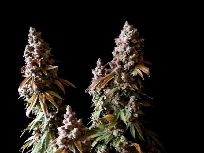 3M ⭕ Panama Red II. Week 21