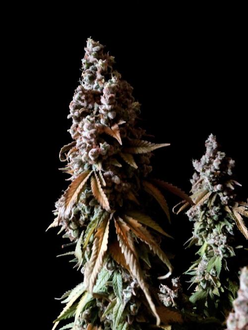 3M ⭕ Panama Red II. Week 21