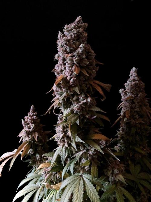 3M ⭕ Panama Red II. Week 21