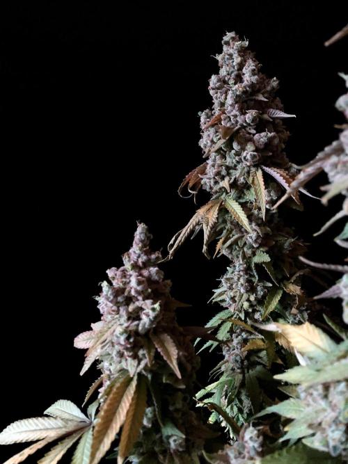 3M ⭕ Panama Red II. Week 21