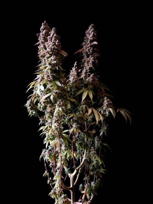 3M ⭕ Panama Red II. Week 21