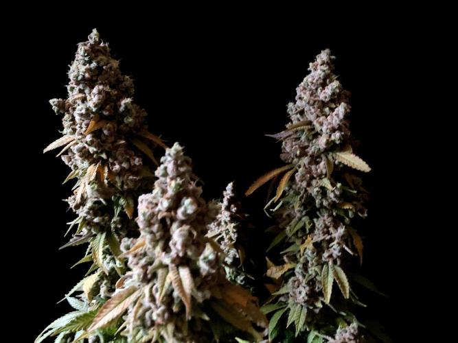 3M ⭕ Panama Red II. Week 21