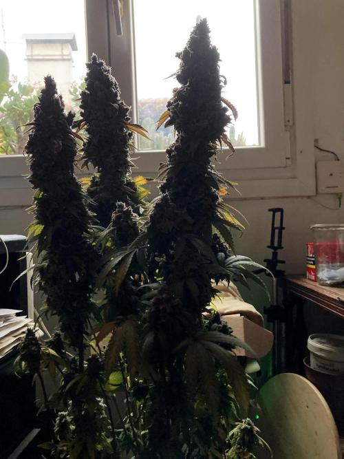 3M ⭕ Panama Red II. Week 21