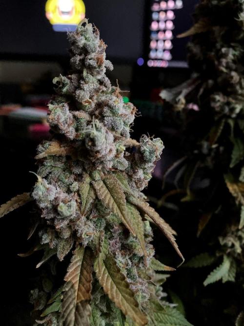 3M ⭕ Panama Red II. Week 21