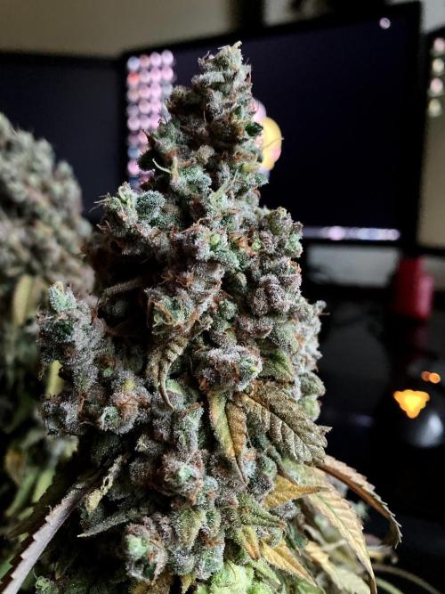 3M ⭕ Panama Red II. Week 21