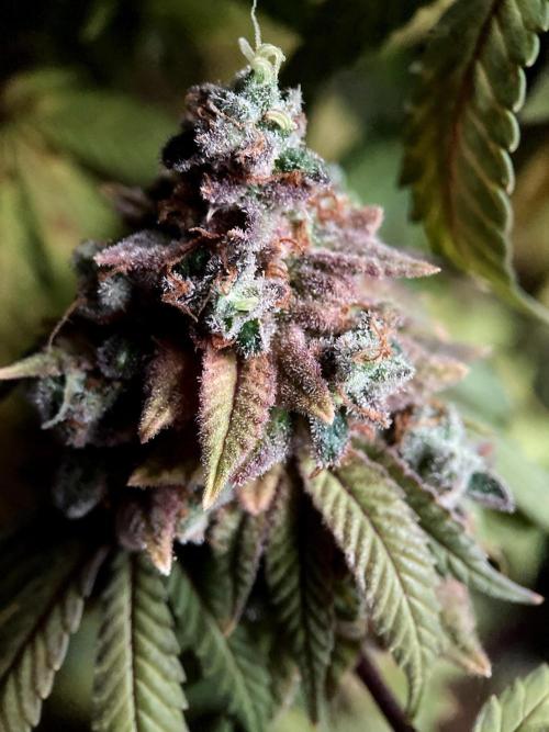 3M ⭕ Panama Red II. Week 21