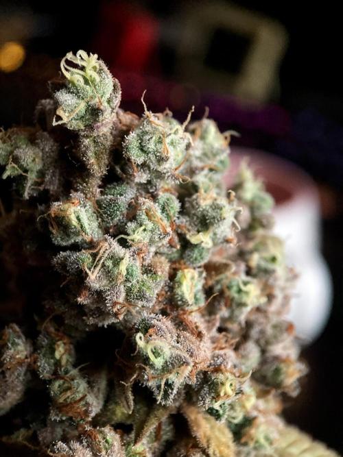 3M ⭕ Panama Red II. Week 21