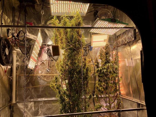 3M ⭕ Panama Red II. Week 21