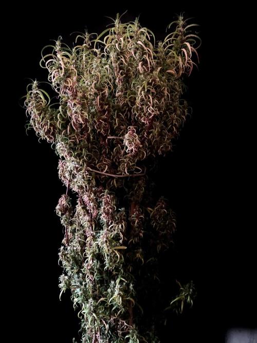 3M 🐵 Congo & x. Week 21