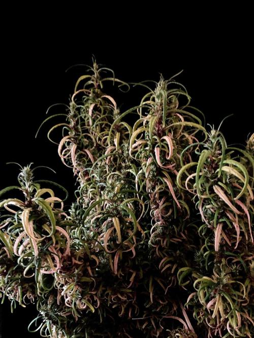 3M 🐵 Congo & x. Week 21