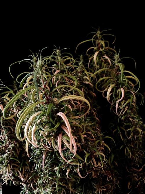 3M 🐵 Congo & x. Week 21