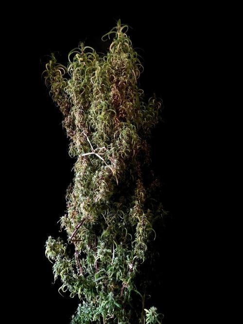 3M 🐵 Congo & x. Week 21