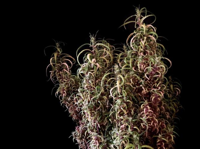 3M 🐵 Congo & x. Week 21