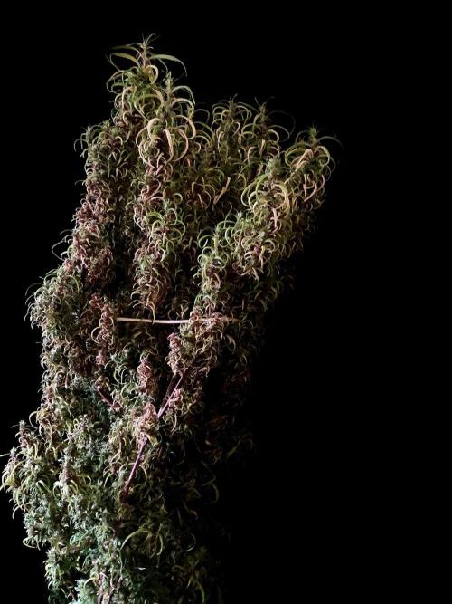 3M 🐵 Congo & x. Week 21