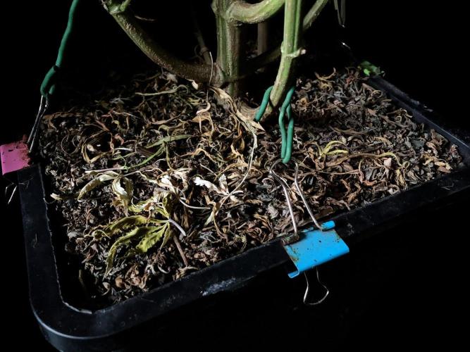 3M 🐵 Congo & x. Week 21