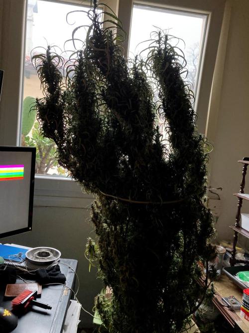 3M 🐵 Congo & x. Week 21