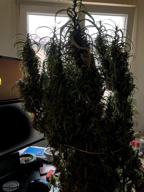 3M 🐵 Congo & x. Week 21