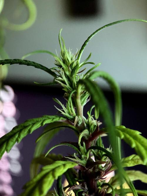 3M 🐵 Congo & x. Week 21