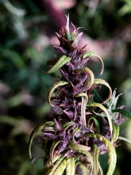 3M 🐵 Congo & x. Week 21