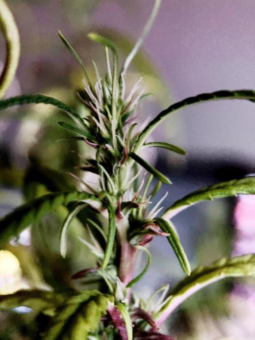 3M 🐵 Congo & x. Week 21