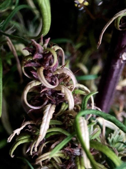 3M 🐵 Congo & x. Week 21