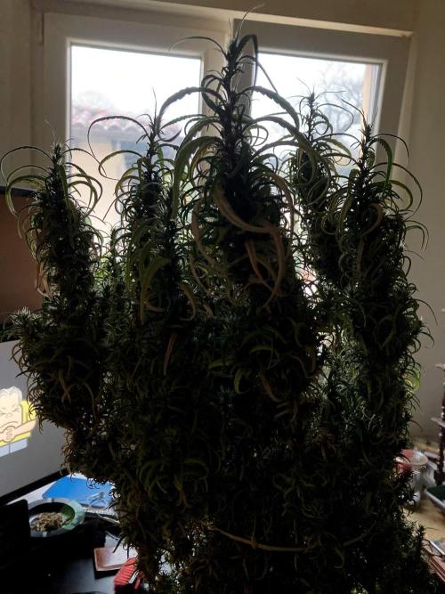 3M 🐵 Congo & x. Week 21