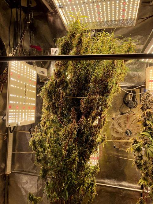 3M 🐵 Congo & x. Week 21