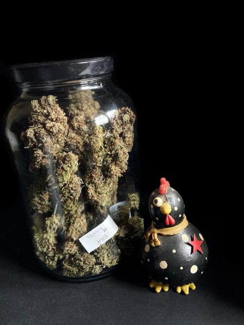 3M 🌟 Bahia Black Head. Week 19
