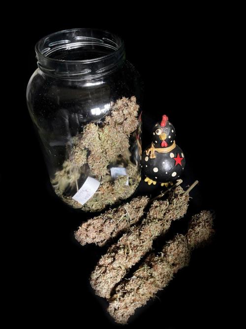3M 🌟 Bahia Black Head. Week 19