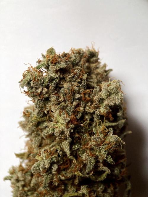 3M 🌟 Bahia Black Head. Week 19