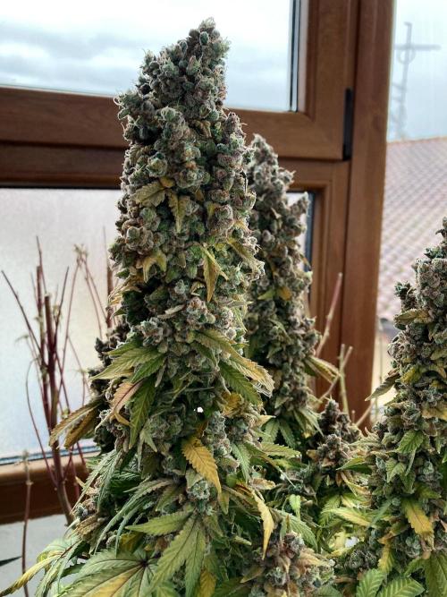 3M ⭕ Panama Red II. Week 22