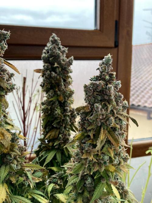 3M ⭕ Panama Red II. Week 22