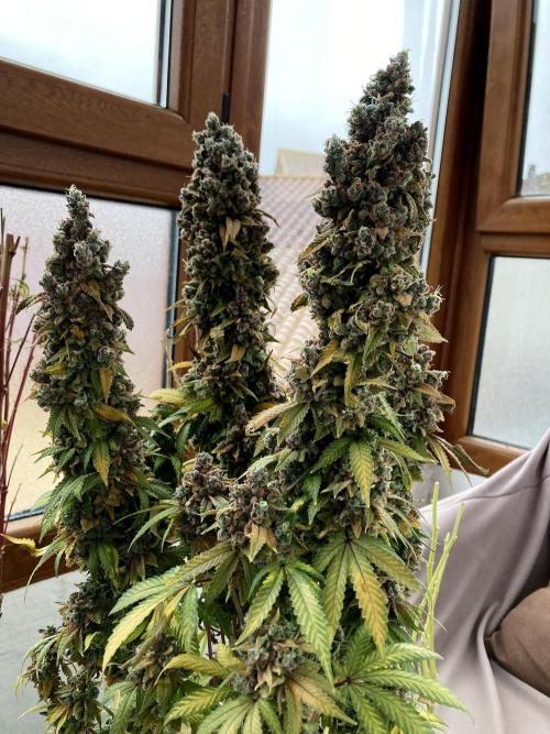 3M ⭕ Panama Red II. Week 22