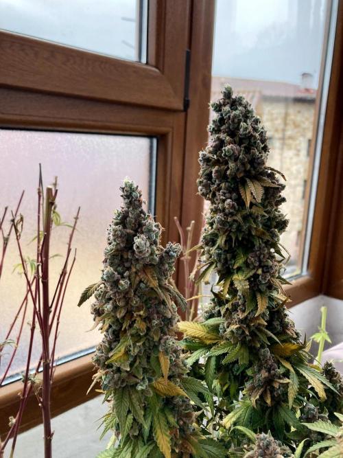 3M ⭕ Panama Red II. Week 22