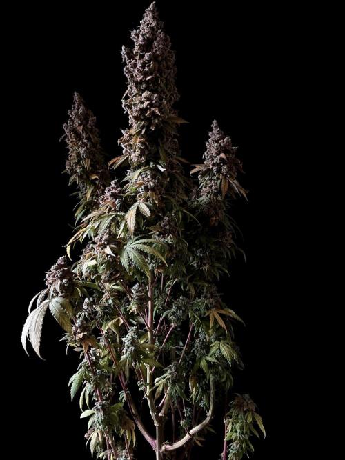 3M ⭕ Panama Red II. Week 22