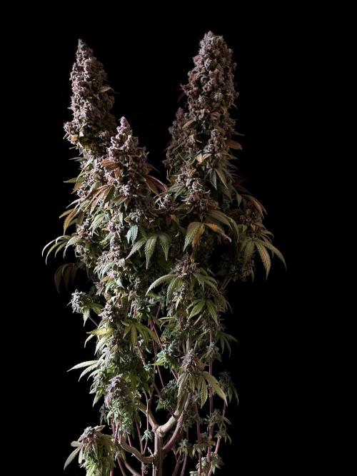 3M ⭕ Panama Red II. Week 22