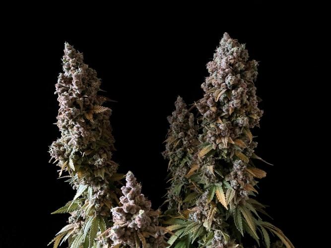 3M ⭕ Panama Red II. Week 22