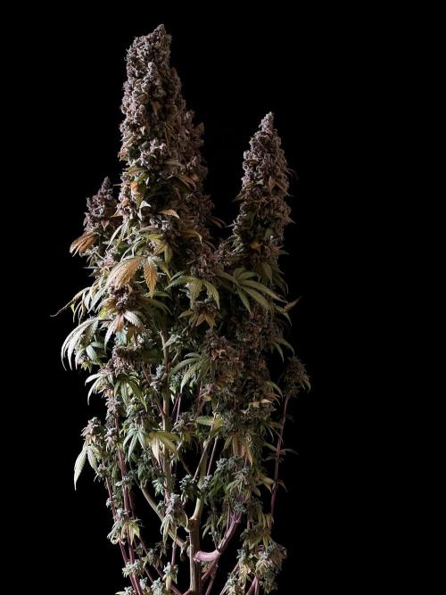 3M ⭕ Panama Red II. Week 22