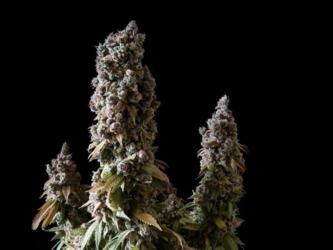 3M ⭕ Panama Red II. Week 22