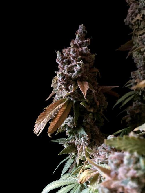 3M ⭕ Panama Red II. Week 22