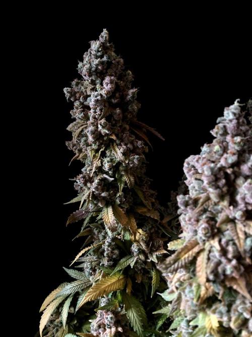 3M ⭕ Panama Red II. Week 22